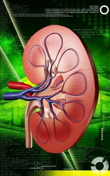 Digital illustration of kidney in colour background