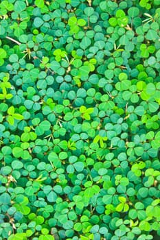 Pattern of Wood sorrel or Oxalis acetosella, background nature