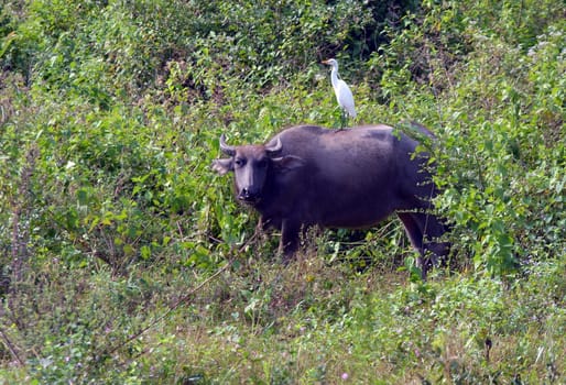Water buffalo and cheese eggs