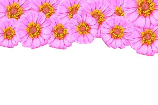 Pink Zinnia, flower isolated on white background
