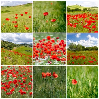 red poppies in Tuscany - collage