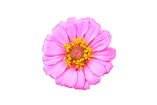 Pink Zinnia, flower isolated on white background