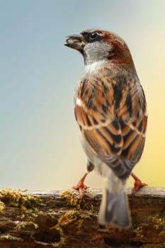 The Berlin Sparrow Sparrow
