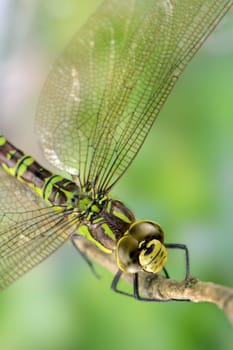 King dragonfly