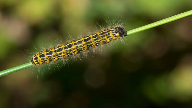 Moonbird caterpillar