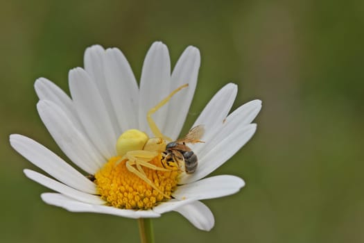 Crab spider with prey
