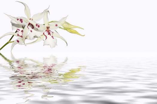Inflorescence of white orchids with water reflection
