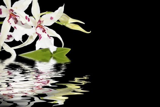 Inflorescence of white orchids with water reflection
