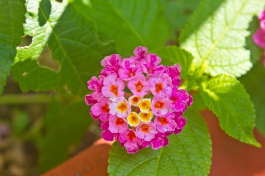 Multi colored Lantana flowers with buds and leaves