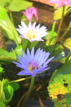 Close up lotus flower in the pot in summer
