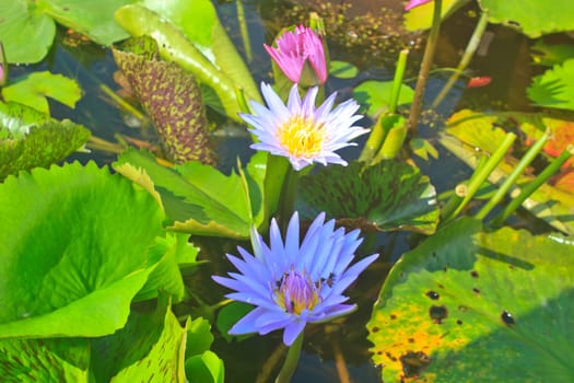 Close up lotus flower in the pot in summer
