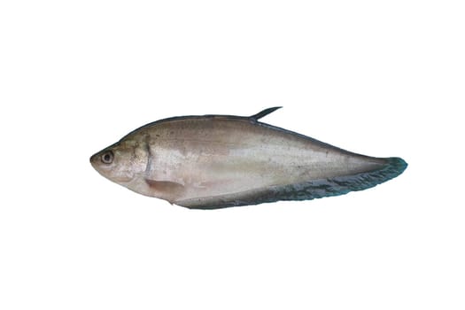 Grey Featherback Common names species, Freshwater fish isolated on white background