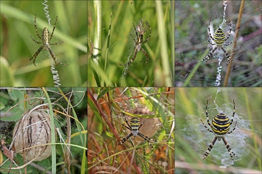 Life cycle of the wasp spider (Argiope bruennichi)