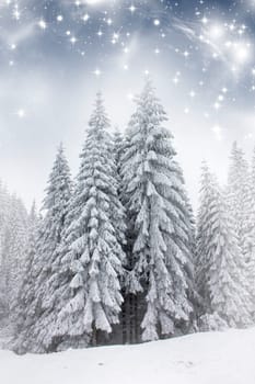 Christmas background with snowy fir trees under the glistering sky