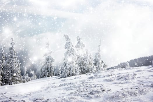 Christmas background with stars and snowy fir trees and snowflakes