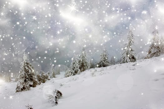 Christmas background with snowy fir trees and sky with stars