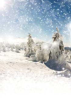 Christmas background with snowy fir trees and sky with stars