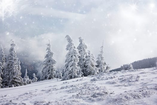Pine trees cowered with snow in the snowfall
