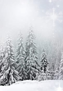 Pine trees cowered with snow in the snowfall