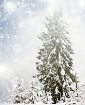Christmas background with stars and snowy fir trees and snowflakes
