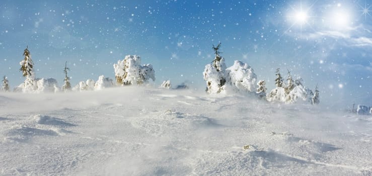 Pine trees cowered with snow in the snowfall