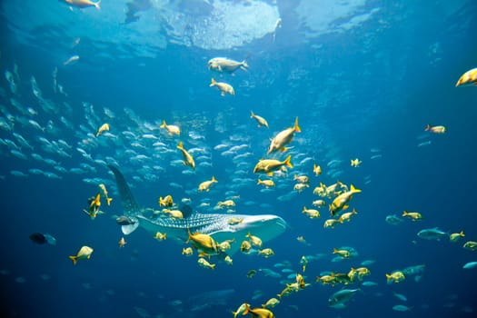 Underwater image of a whale shark and schools of fish