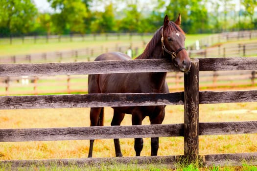 Image of a beautiful brown horse standing by the fence