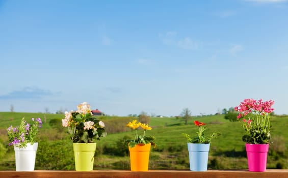 Various plants in colorful pots against country setting