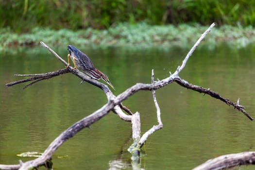 Green heron in hunting position on a small lake in Central Kentucky