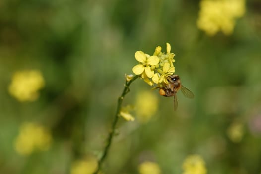 Bee on a blooming flower. Spring nature background.