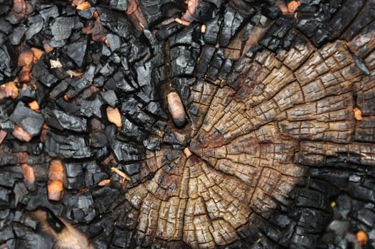 Charred tree trunk macro abstract wood background. Selective focus.