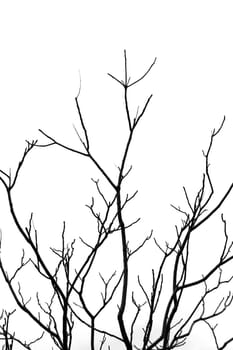 Leafless tree branches abstract background. Black and white.