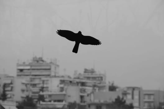 Black bird flying over moody city sky. Silhouette on stained glass of highway barrier.