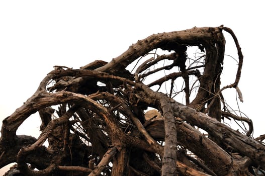 Tangled driftwood washed ashore. Distorted tree branches abstract background.