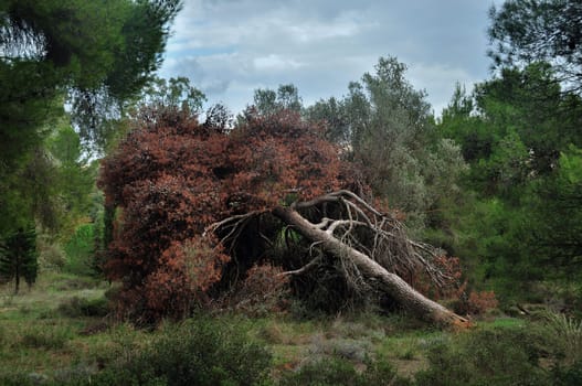 Fallen tree in a forest. Abstract nature background.