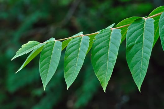 Small tree branch with row of green leaves. Nature background.