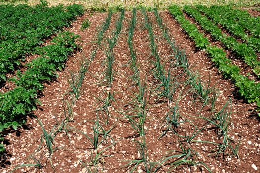Rows of green onions sprouts and other vegetables planted in a field.