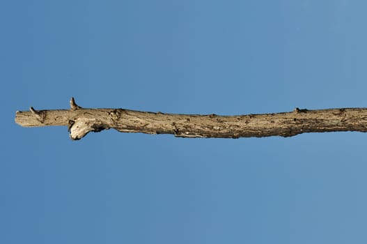 Wooden stick against blue sky background. Leafless tree branch detail.