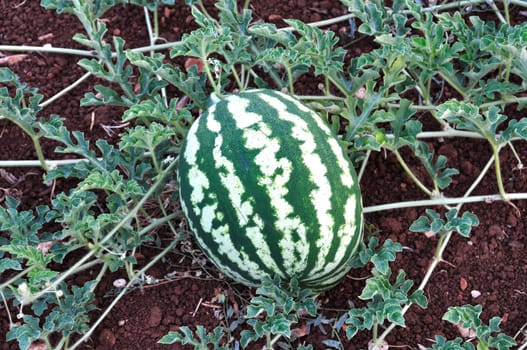 Watermelon fruit and leaves closeup. Plantation in the countryside.
