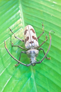 insect on leaf from Thailand,  longhorn beetle in Genus Megopis (Megopis maculosa).