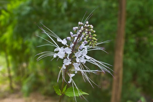 flower from Thailand, Cat's whiskers flowers, Orthosiphon stamineus, in the garden