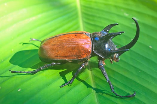 insect from Thailand,  large Rhinoceros Beetle (Eupatorus gracillicornis)