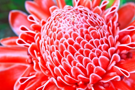 flowers from Thailand, Etlingera Elatior or Red Torch Ginger