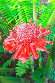 flowers from Thailand, Etlingera Elatior or Red Torch Ginger