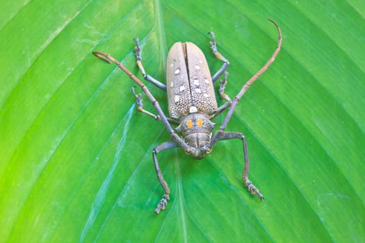 insect on leaf from Thailand,  longhorn beetle in Genus Batocera (Botacera davidis).