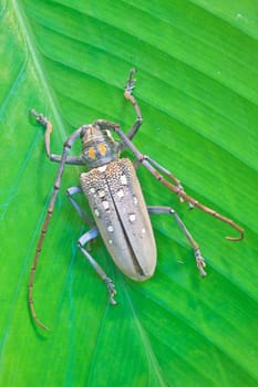 insect on leaf from Thailand,  longhorn beetle in Genus Batocera (Botacera davidis).