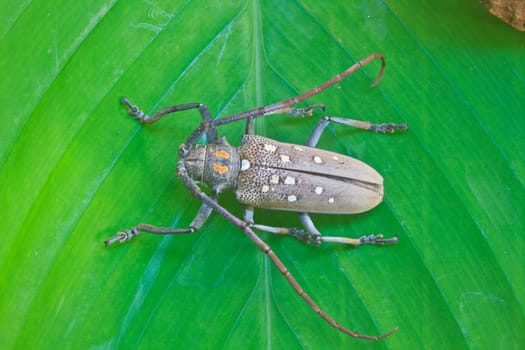 insect on leaf from Thailand,  longhorn beetle in Genus Batocera (Botacera davidis).