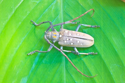insect on leaf from Thailand,  longhorn beetle in Genus Batocera (Botacera davidis).