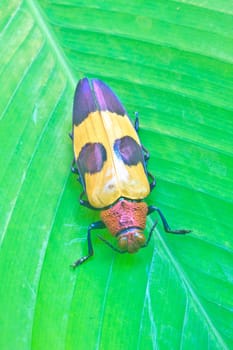 insect on leaf from Thailand,  metallic wood-boring beetle, buprestidae