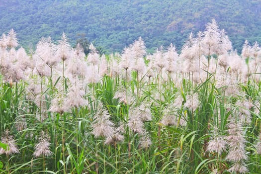 Golden giant reed field against on mountain background